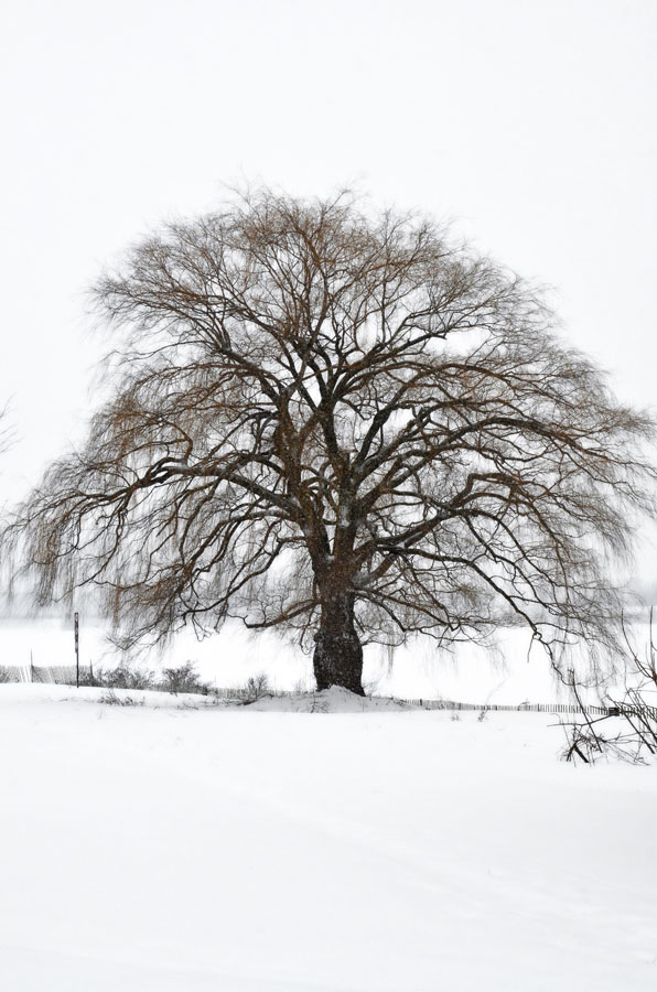 596x900 A Snow Canvas Draw And Shoot - Weeping Willow Tree Drawing