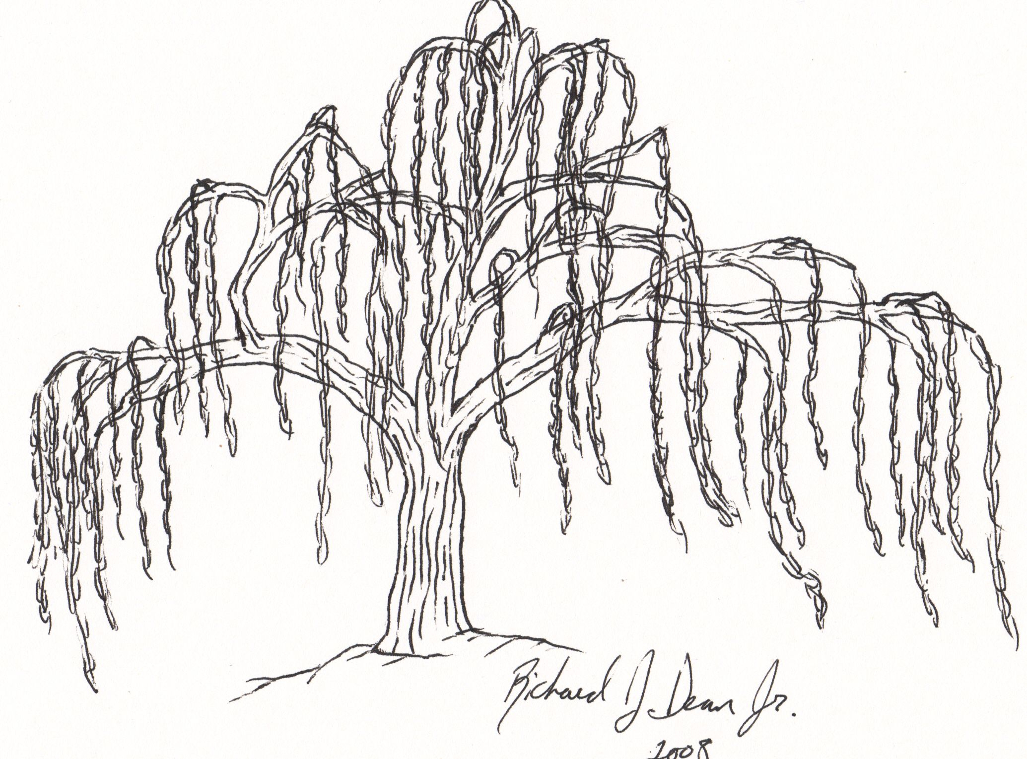 2069x1529 Weeping Willow Tree Drawings Step - Weeping Willow Tree Drawing