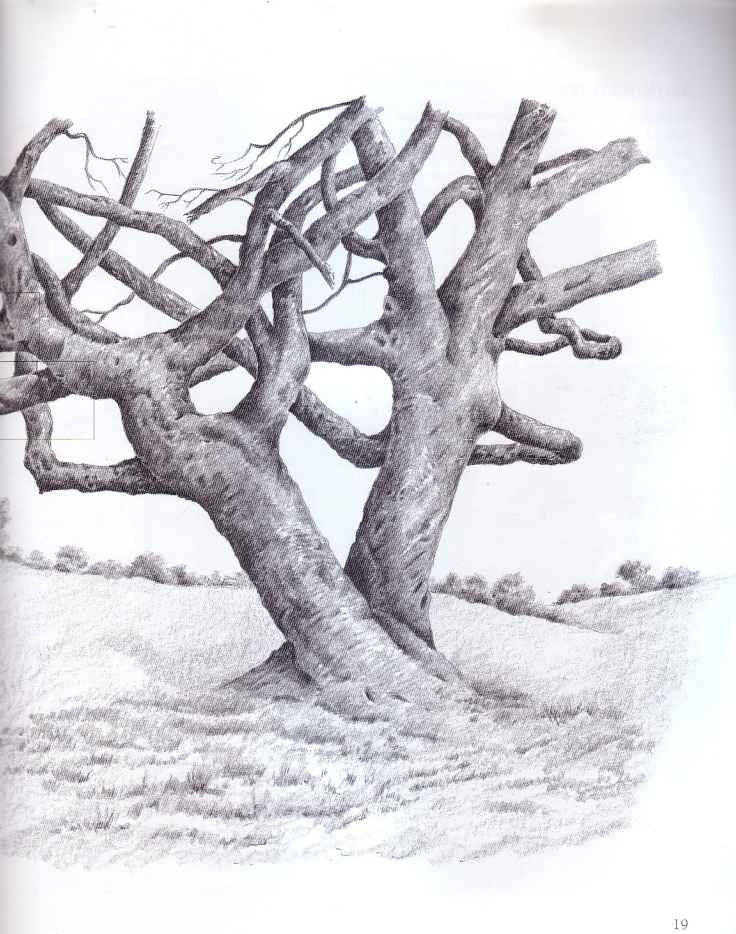 736x934 Weeping Willow Tree Pen - Weeping Willow Tree Drawing