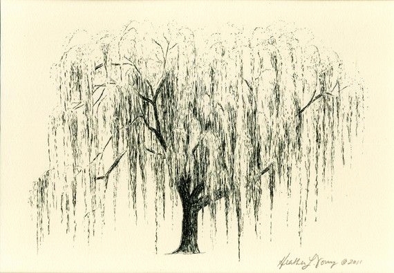 570x395 Weeping Willow Tree Sketches Awesome How To Draw How To Draw - Weeping Willow Tree Drawing