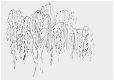 235x168 Willow Tree Tutorial Prettier The Best Tree Drawings Ideas - Weeping Willow Tree Drawing