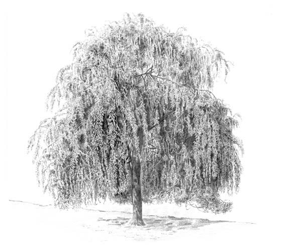 573x488 The Willow Tree - Weeping Willow Tree Drawing