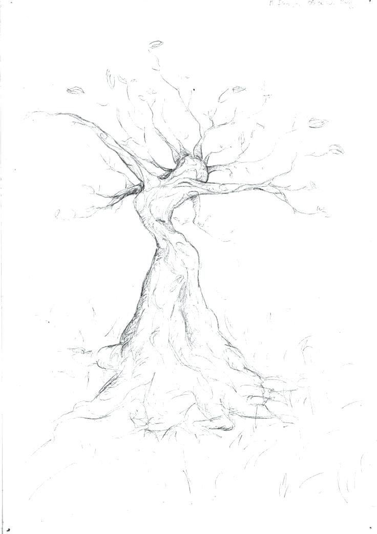 736x1040 How To Draw A Willow Tree Step - Weeping Willow Tree Drawing
