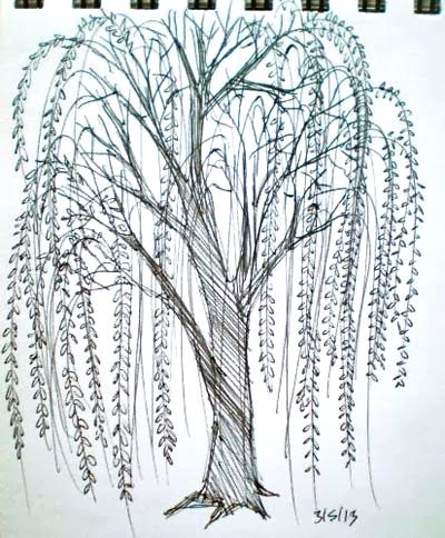 400x484 Weeping Willow Tree Drawings - Weeping Willow Tree Drawing