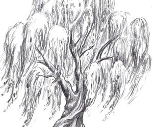 300x250 Willow Tree - Weeping Willow Tree Drawing