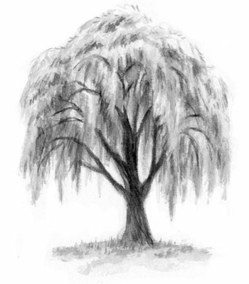 350x400 Liesl Po Characters The Willow Tree - Weeping Willow Tree Drawing