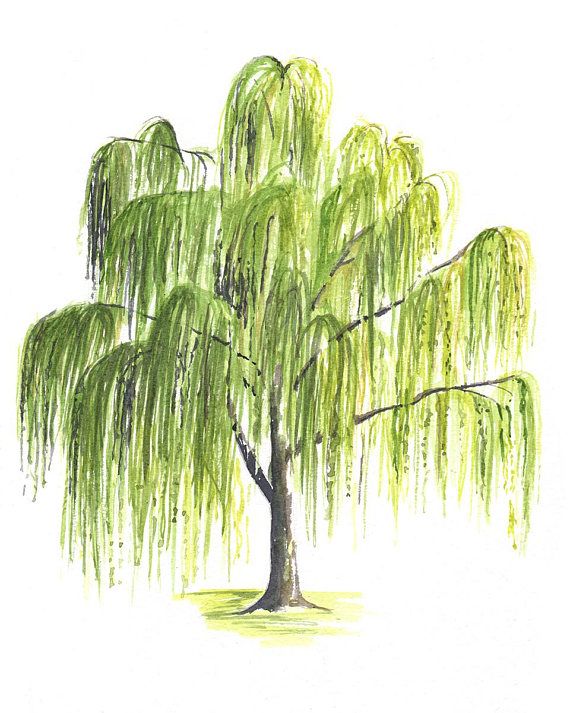 570x713 Original Weeping Willow Tree Watercolor Painting Botanical - Weeping Willow Tree Drawing