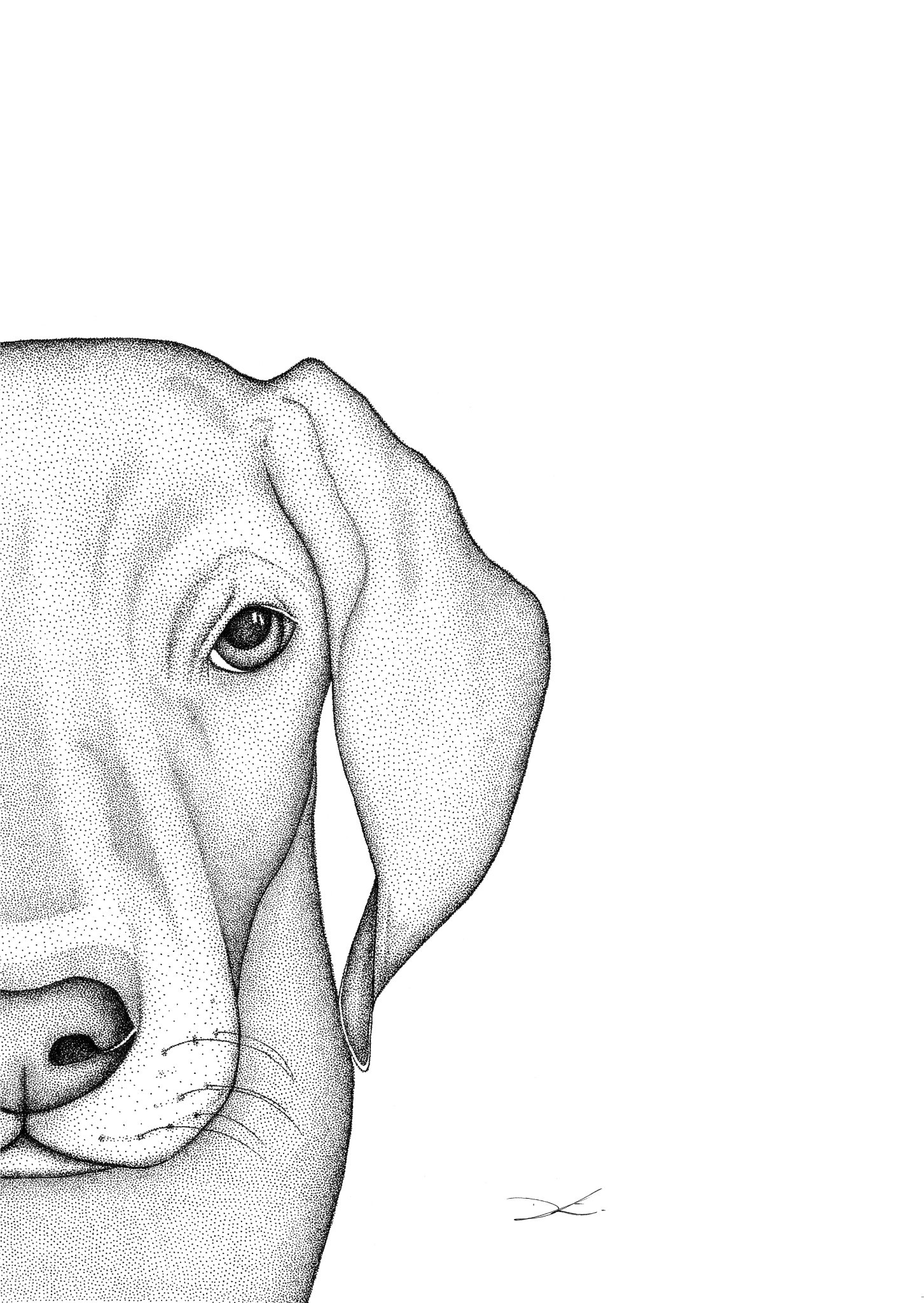 1453x2048 Original Whitey The Weimaraner - Weimaraner Drawing