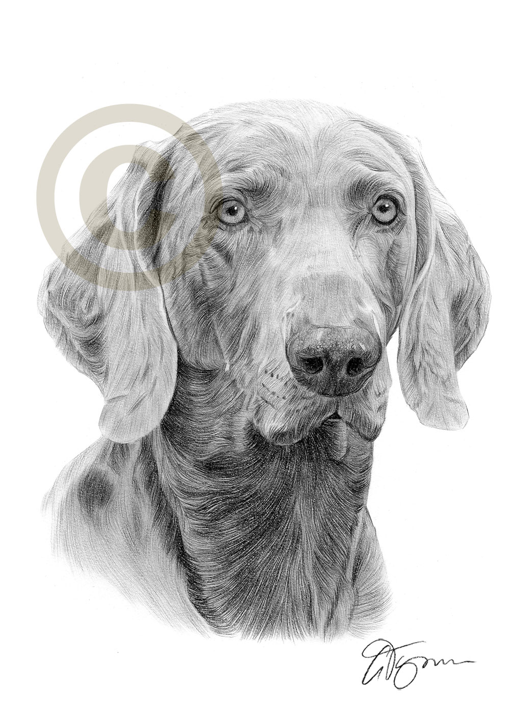 1000x1414 Pencil Drawing Of A Weimaraner - Weimaraner Drawing