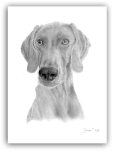 224x300 weimaraner' large dog greetings card print from pencil drawing - Weimaraner Drawing