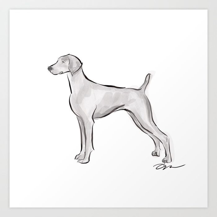 700x700 Weimaraner Ink Drawing Art Print - Weimaraner Drawing