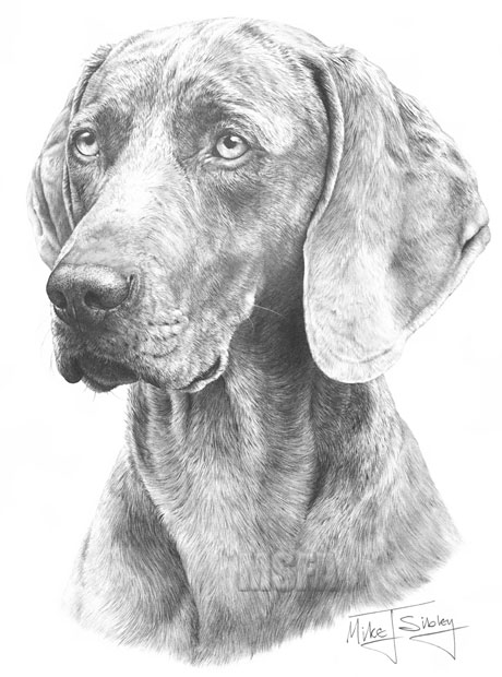 460x620 Weimaraner Fine Art Dog Print - Weimaraner Drawing