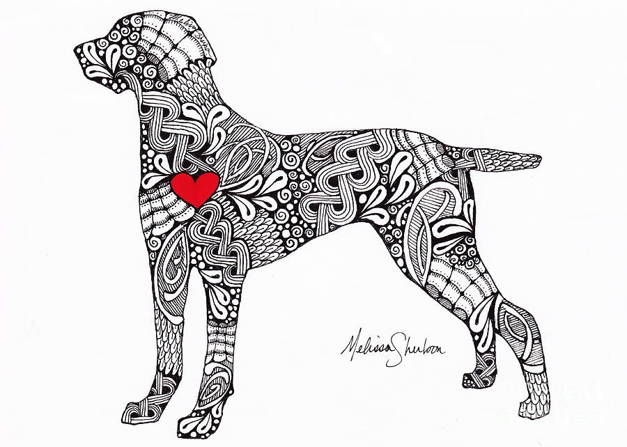 900x642 Weimaraner Canvas Print Canvas Art - Weimaraner Drawing