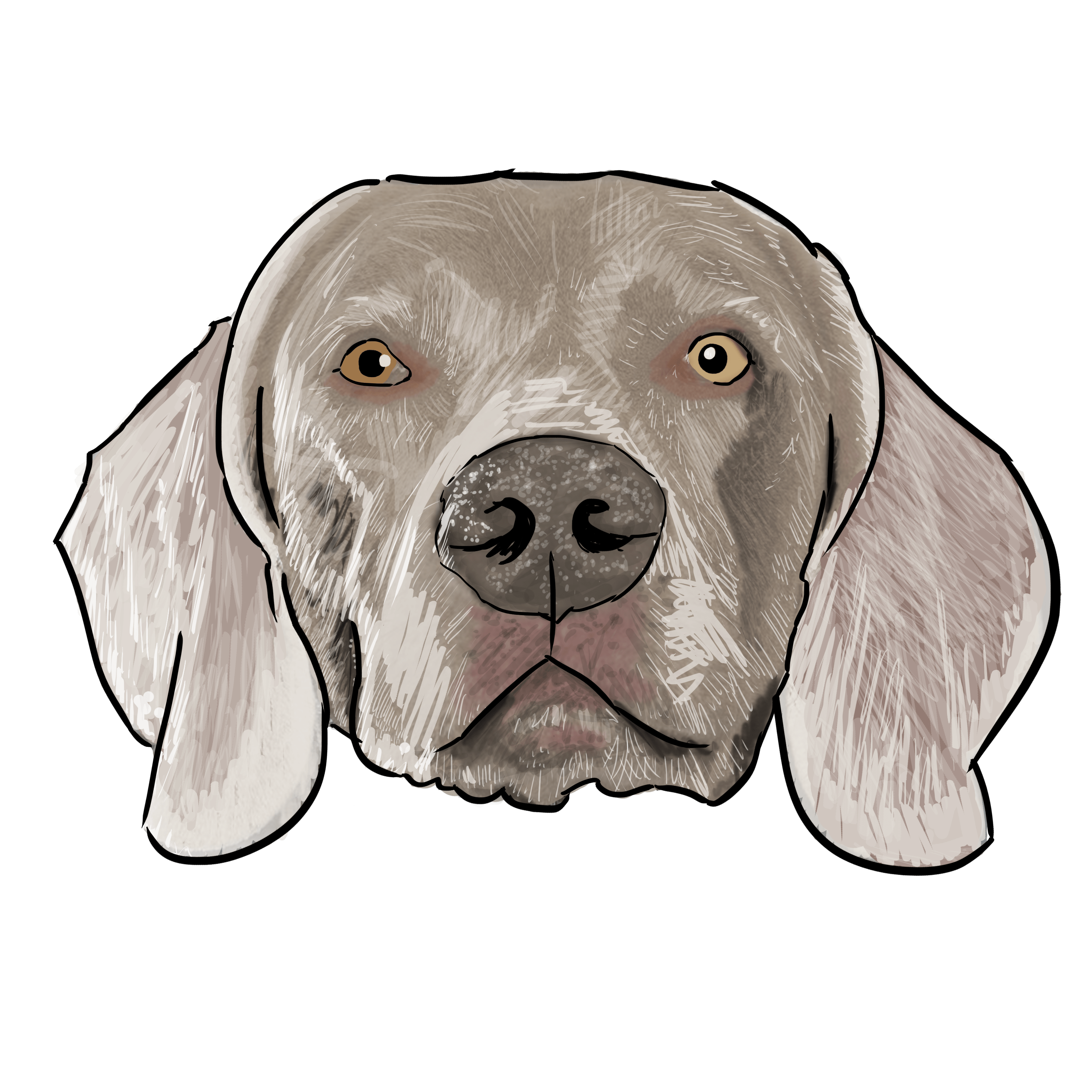 Weimaraner Drawing at PaintingValley.com | Explore collection of ...