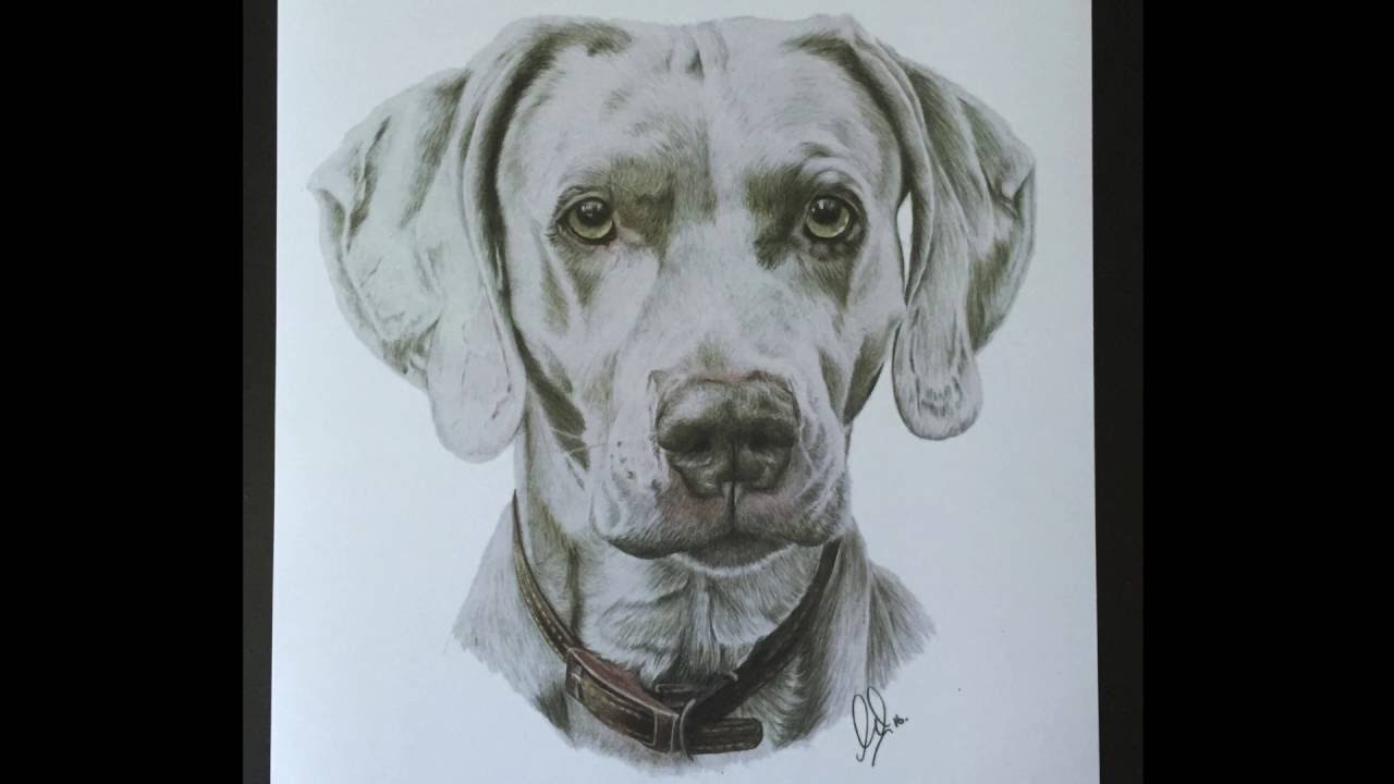 1280x720 Weimaraner Drawing - Weimaraner Drawing