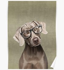 210x230 Weimaraner Drawing Posters Redbubble - Weimaraner Drawing