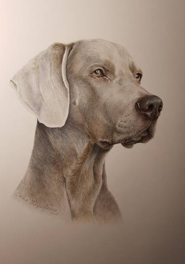 375x535 Weimaraner Drawing - Weimaraner Drawing