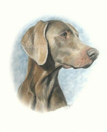 430x527 A Pencil Drawing - Weimaraner Drawing