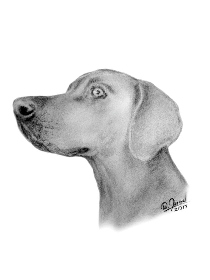 675x900 Weimaraner Drawing - Weimaraner Drawing