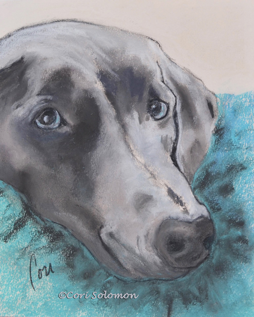 505x630 weimaraner vegas the lucky rescue dog - Weimaraner Drawing