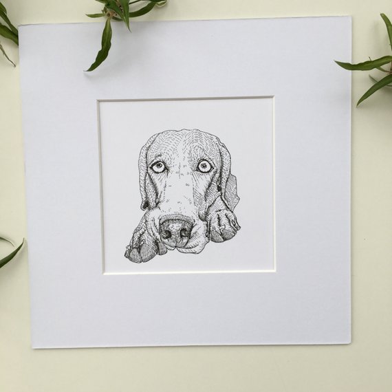 570x570 Weimaraner Dog Drawing Original Mounted Drawing Etsy - Weimaraner Drawing