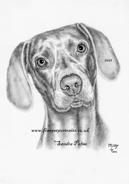 420x599 Dog Portraits Dog Drawings - Weimaraner Drawing