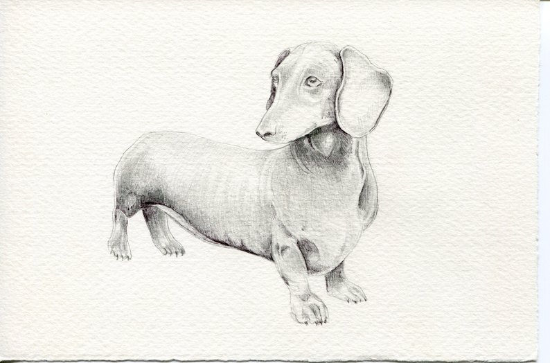 794x524 dachshund wiener dog original one of a kind drawing etsy - Weiner Dog Drawing