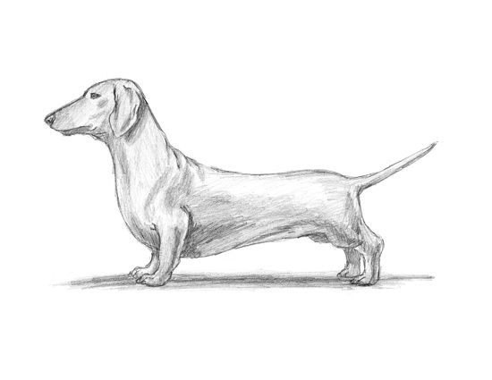 550x425 drawing of dachshund - Weiner Dog Drawing
