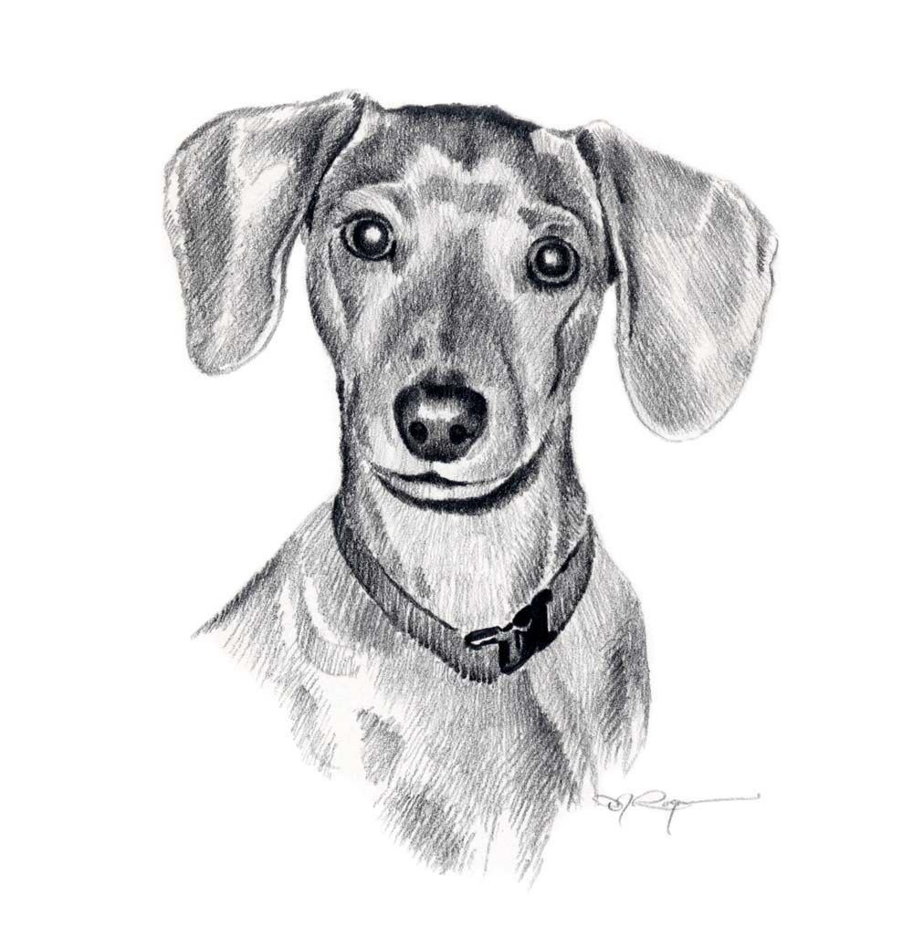 1000x1015 miniature dachshund dog pencil drawing art print - Weiner Dog Drawing