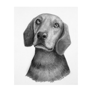 300x300 weiner dog drawing - Weiner Dog Drawing
