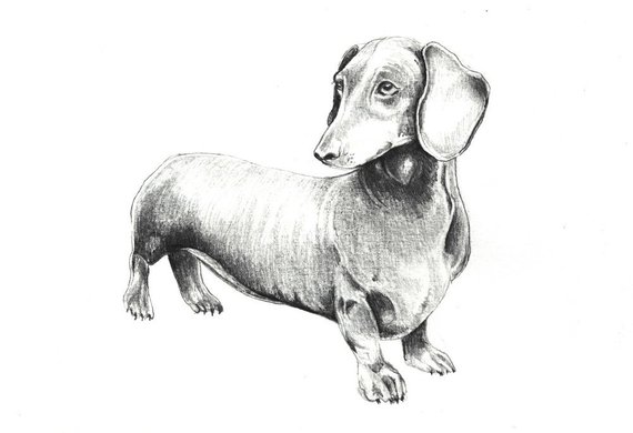 570x390 wiener dog art print of an original drawing available etsy - Weiner Dog Drawing