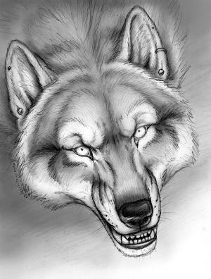 300x396 some werewolf sketches done in pencil sharenoesis - Werewolf Drawings