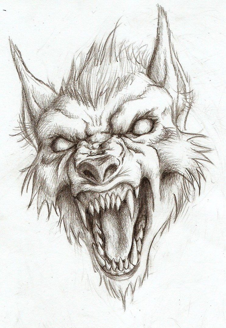 742x1077 werewolf head drawing - Werewolf Drawings
