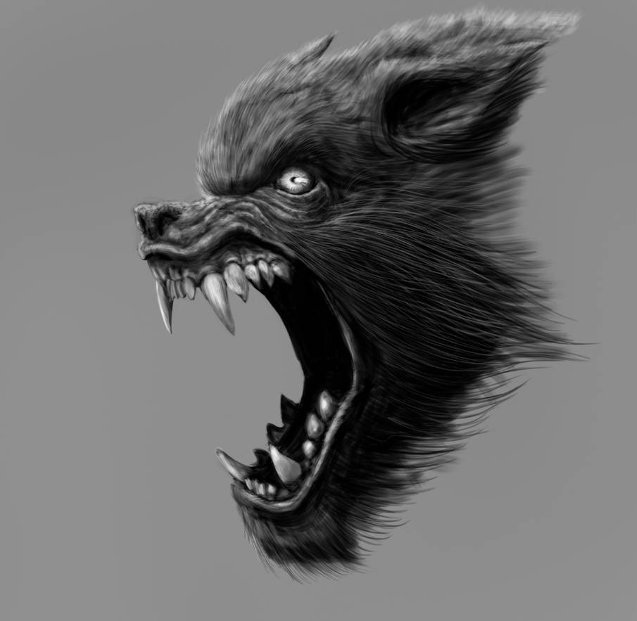 Werewolf Head Drawing at Explore collection of