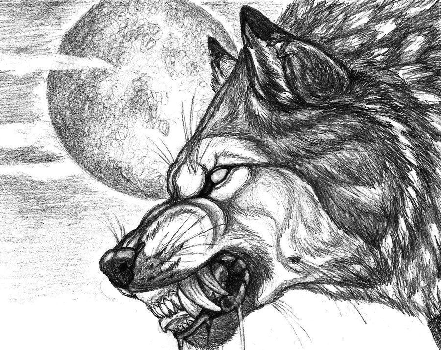 900x715 werewolf werewolf in wolf tattoos, wolf tattoo design - Werewolf Head Drawing
