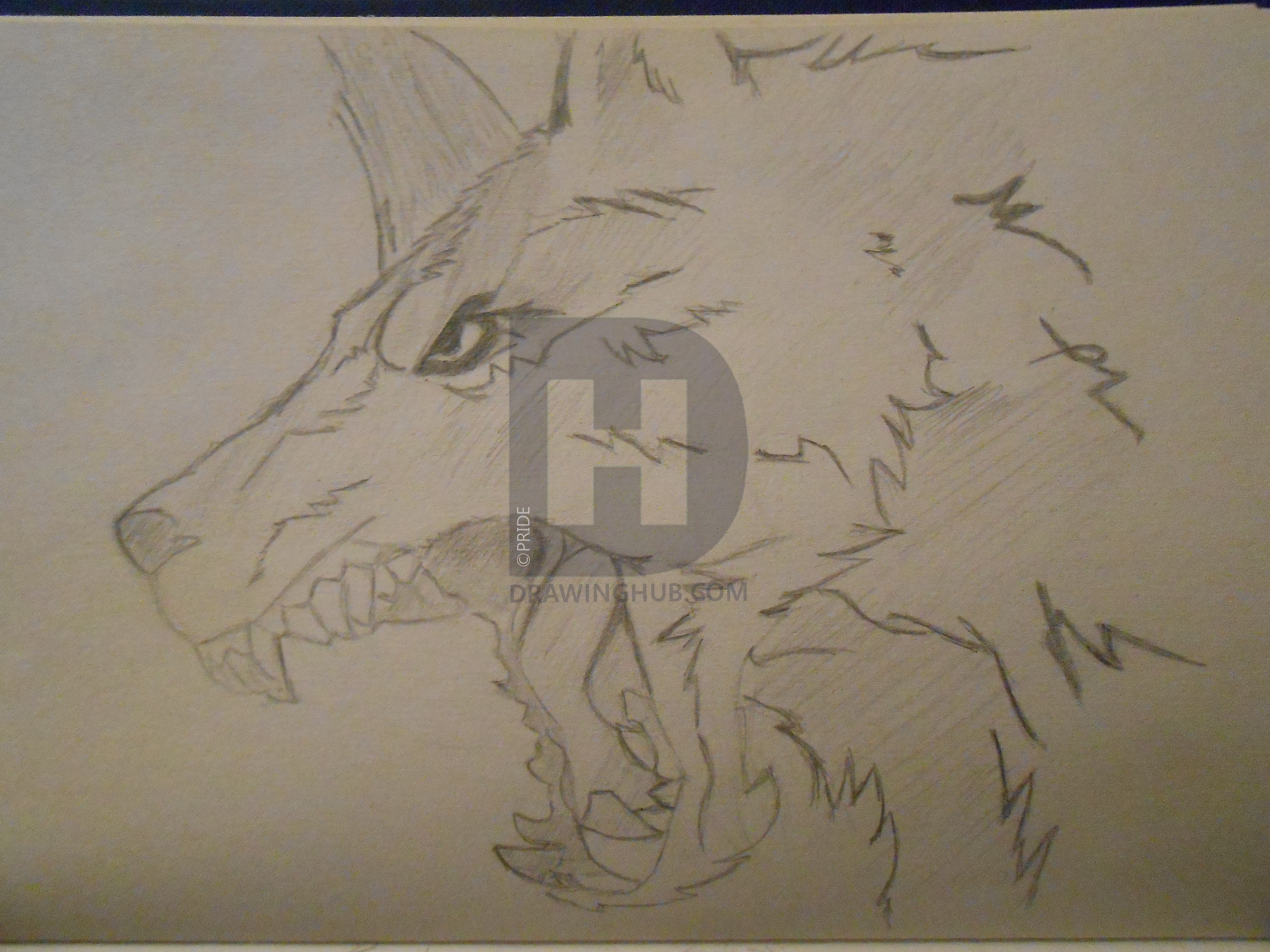 4608x3456 Werewolf Head Drawing - Werewolf Head Drawing