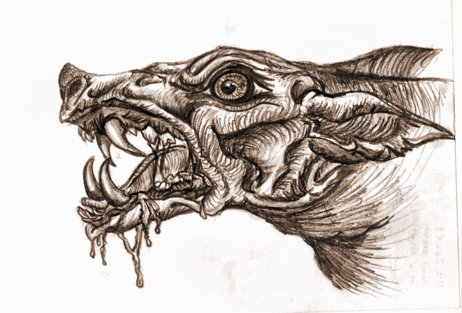 1572x1064 Werewolf Head Drawings - Werewolf Head Drawing