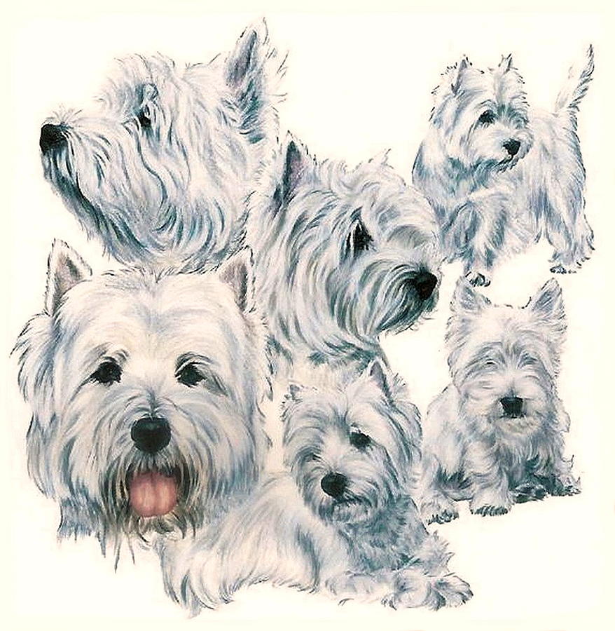 West Highland Terrier Drawing at Explore