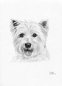216x300 west highland terrier - West Highland Terrier Drawing