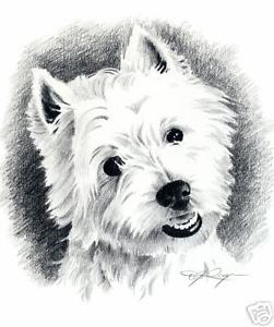 251x300 west highland terrier westie dog pencil drawing x art print - West Highland Terrier Drawing