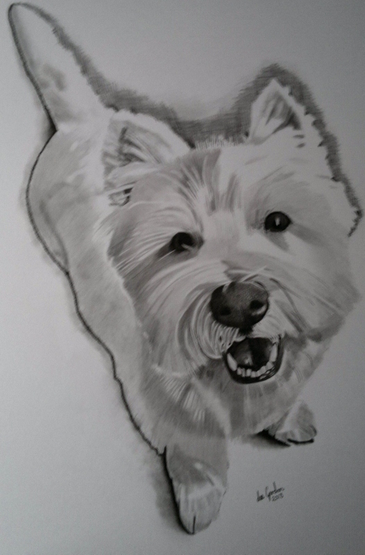 West Highland Terrier Drawing at Explore