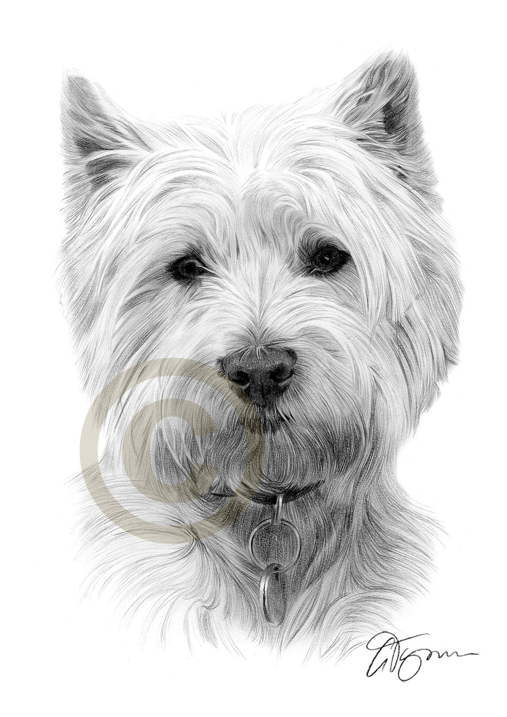 1000x1414 west highland white terrier art pencil drawing print westie dog - West Highland Terrier Drawing