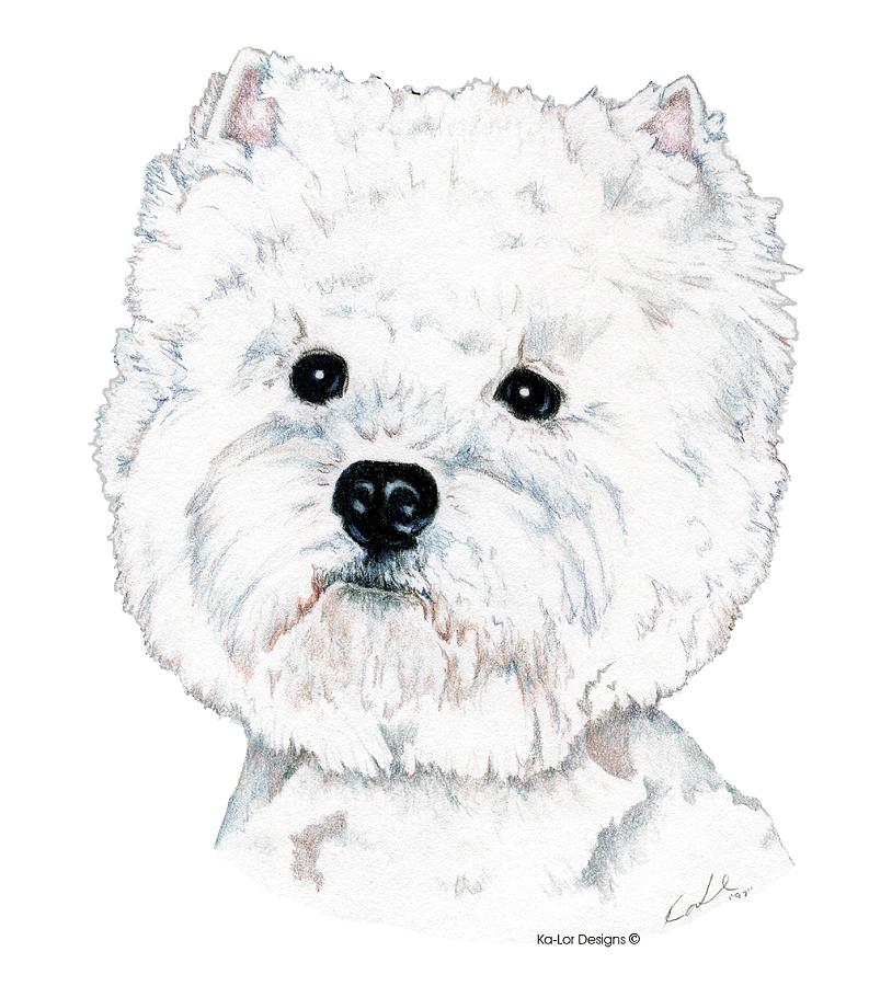 793x900 west highland white terrier, westie drawing - West Highland Terrier Drawing