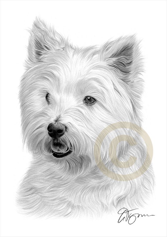 West Highland Terrier Drawing at PaintingValley.com | Explore ...