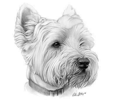 386x340 westie' west highland white terrier pet portrait graphite pencil - West Highland Terrier Drawing