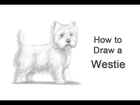 480x360 how to draw a dog - West Highland Terrier Drawing