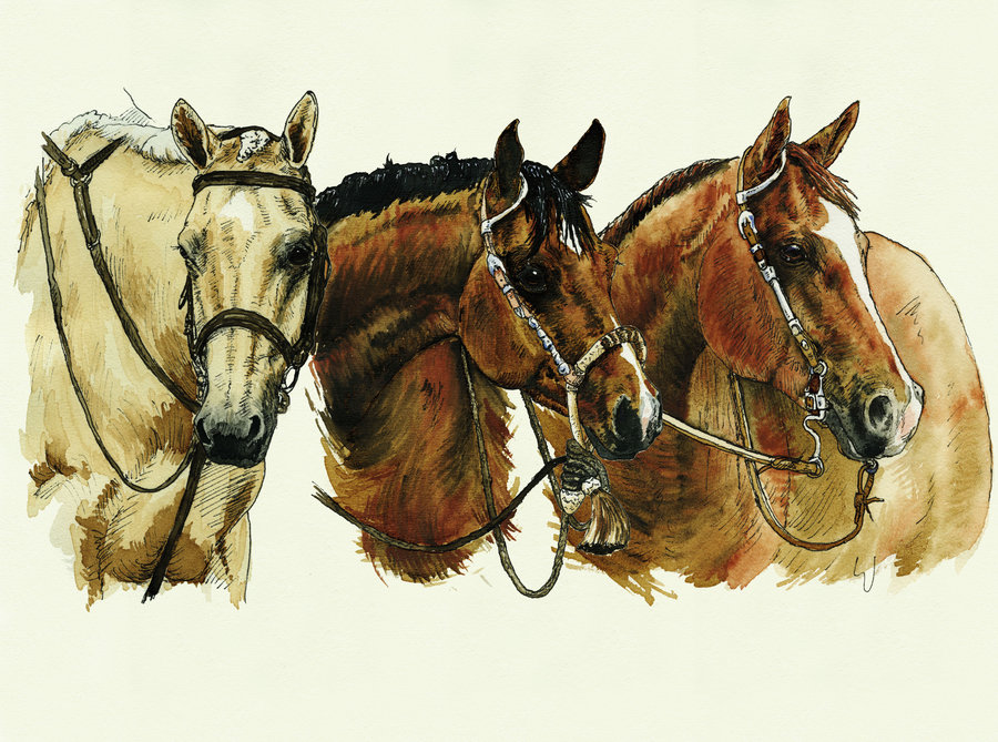 Western Horse Drawings at Explore collection of