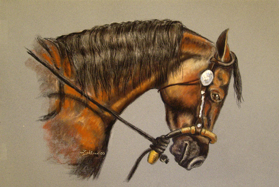 900x605 western quarter horse portrait drawing - Western Horse Drawings