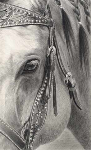 293x480 artist mary ross bushhold bw western horse eye art horses - Western Horse Drawings