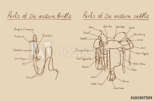 500x329 parts of western saddle and bridle equestrian cowboy leather - Western Saddle Drawing
